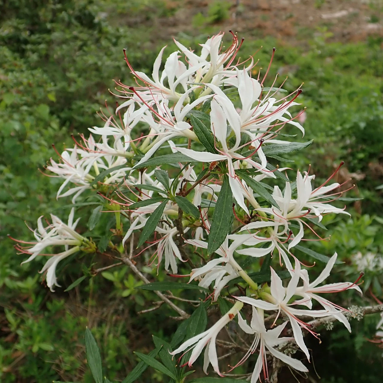 'Weston's Innocence' (mutation)